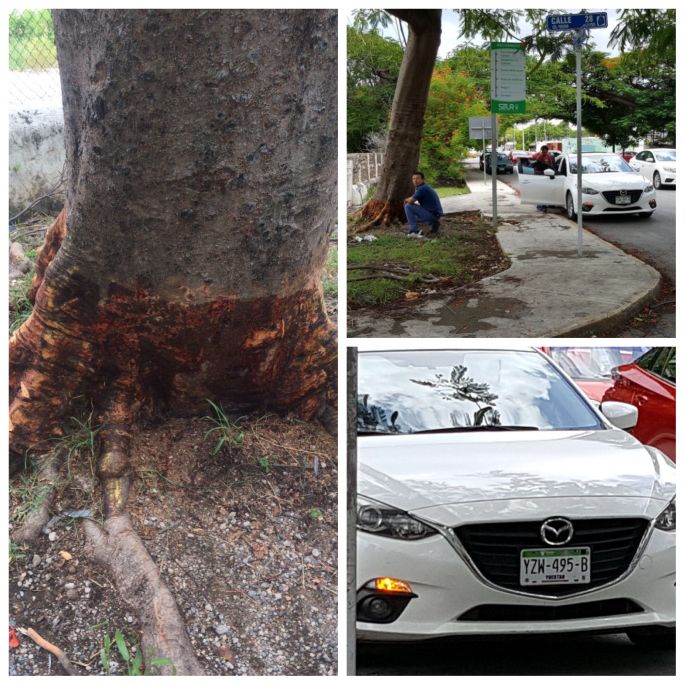 ¡Quieren secar un árbol!