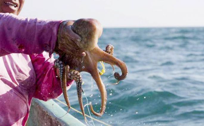Grave riesgo para pulpo maya por calentamiento global: investigador de la Unam.