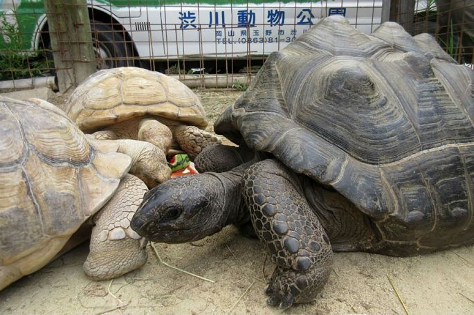 Hallan a una tortuga gigante que se fugó de un zoo de Japón a 140 m del lugar.