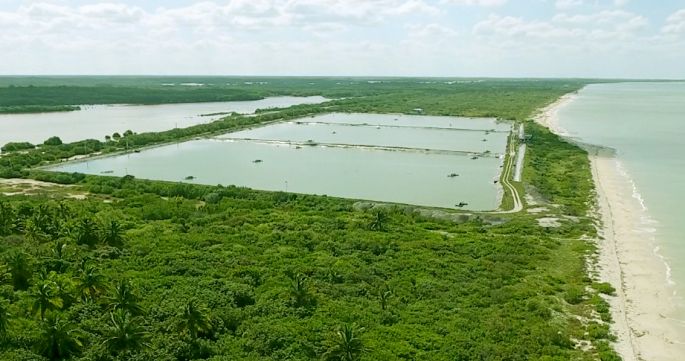 Yucatán, idóneo para la acuacultura 