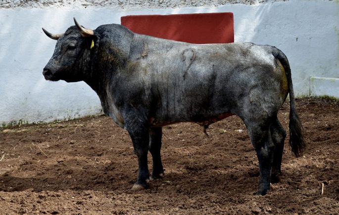 Listos los bureles para la corrida inaugural en la Plaza Mérida