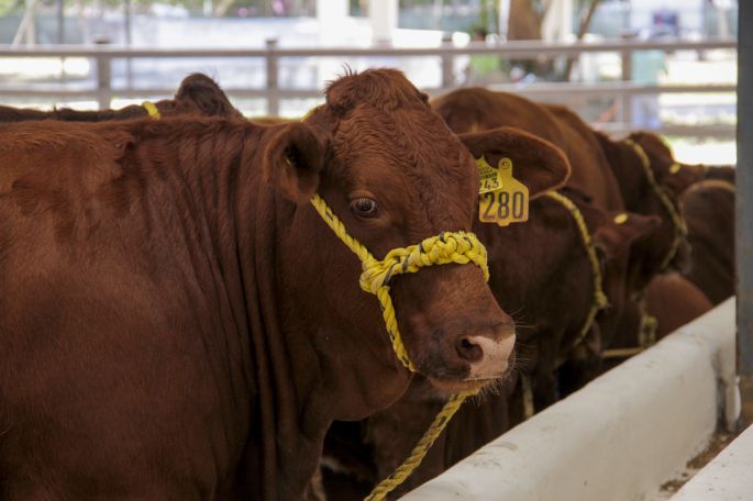 Inicia el arribo de ganado Beefmaster en X´matkuil