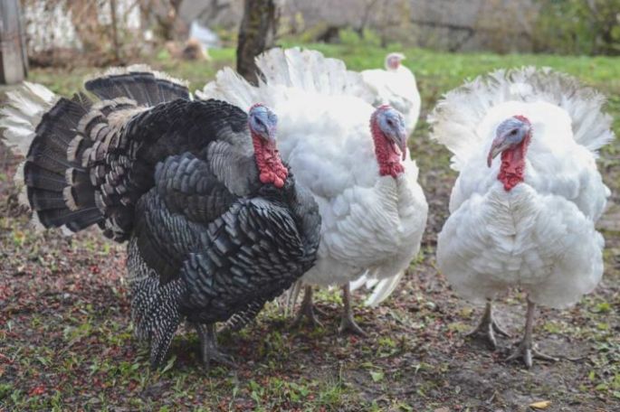 Afortunado abasto de pavo para la temporada navideña