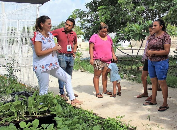 Desarrollan cultivo de tomate híbrido maya en Mérida
