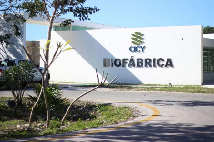 Opera ya la Biofábrica-CICY, para multiplicar plantas sanas y resistentes