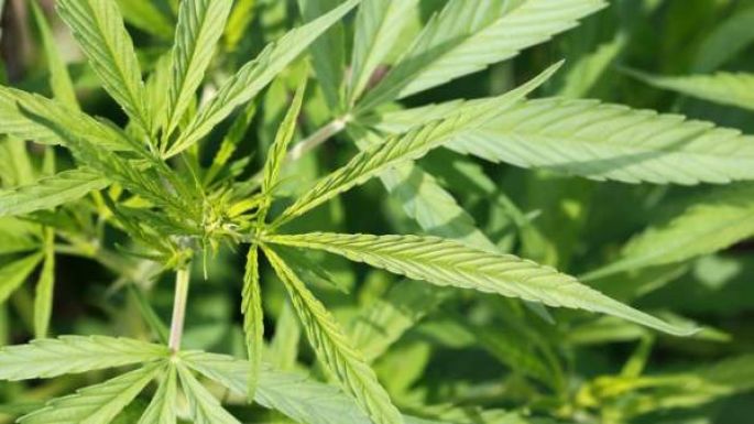 Un muerto y 38 hospitalizados en EE UU por consumo de marihuana sintética 