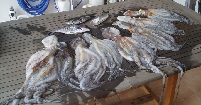 Sigue la pesca ilegal del pulpo
