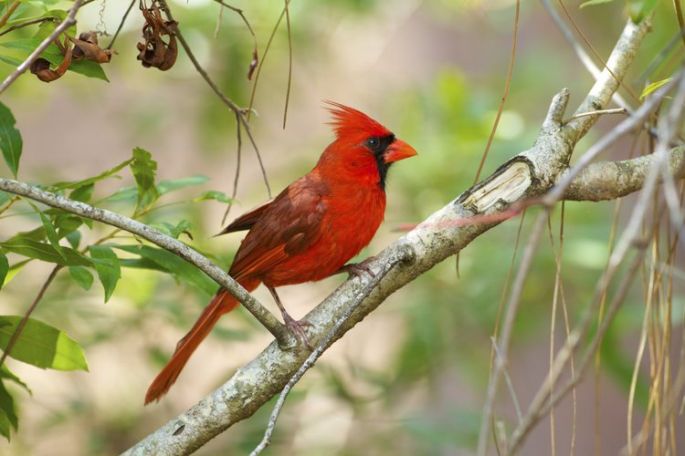 Cosas de Yucatán: los pescadores de  cardenales y otras aves