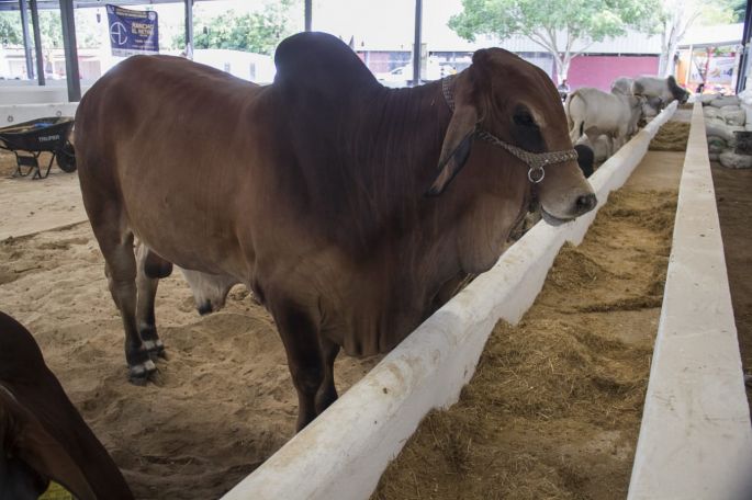 Programa de Repoblamiento y Mejoramiento Genético-Ganadero de la SEDER supera las expectativas