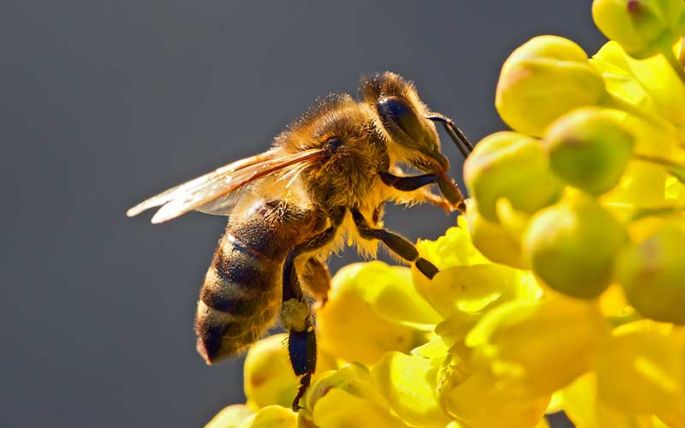 Cambio climático, crecimiento urbano, invación de plantas exoticas, dañan a las abejas
