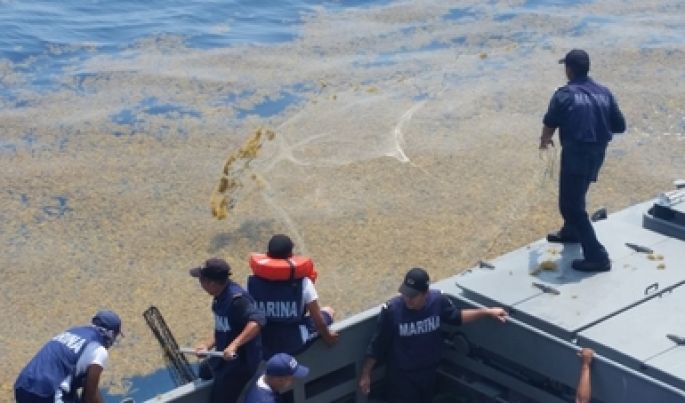 Informan resultados de la estrategia para contención del sargazo en las costas del Caribe Mexicano 
