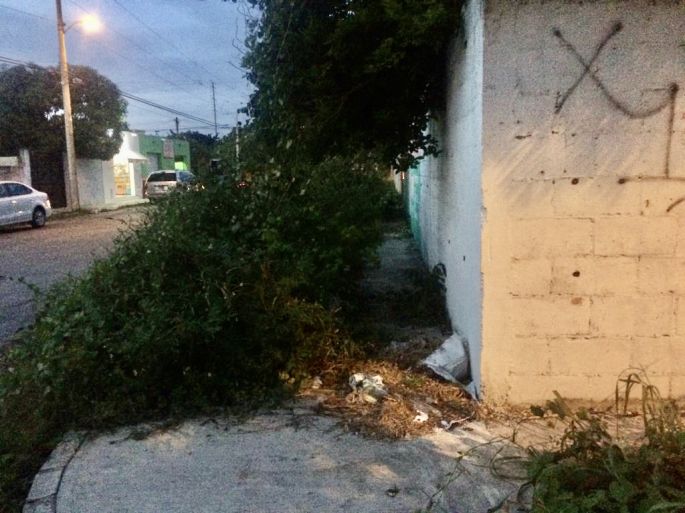 Denuncian plaga de moscos al poniente de Mérida; calles con maleza la causante 