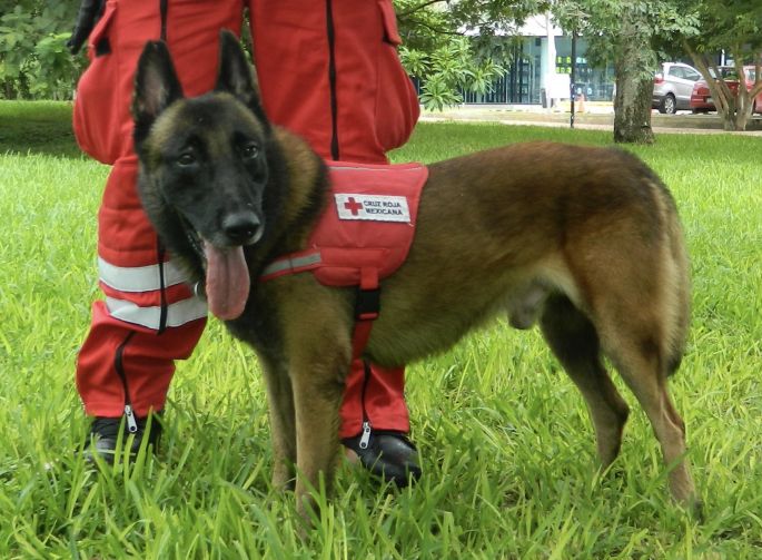 Vida de perros: trabajan todo el año y entrenan de dos a tres veces por semana para salvar vidas