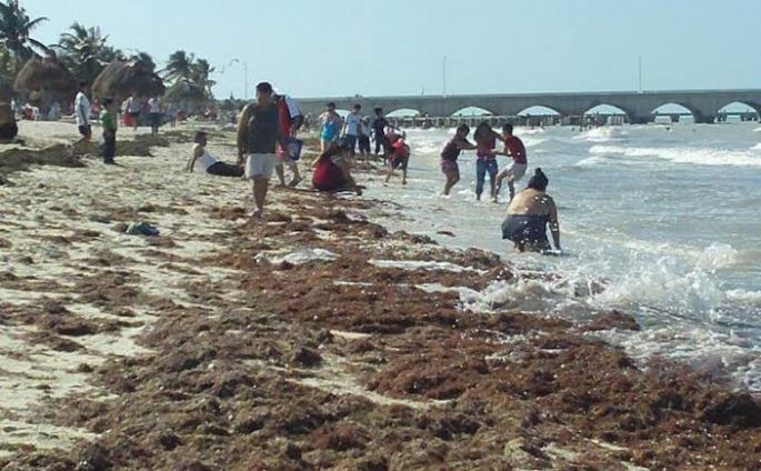 Continuará el arribo de sargazo a las costas de Yucatán y Quintana Roo 