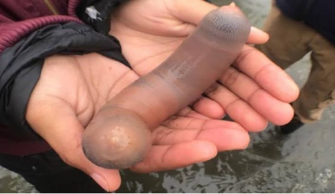 Invasión de peces pene en una playa de California