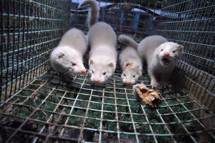 La OMS notifica doce casos de una nueva mutación de la COVID-19 ligada a los visones de granja