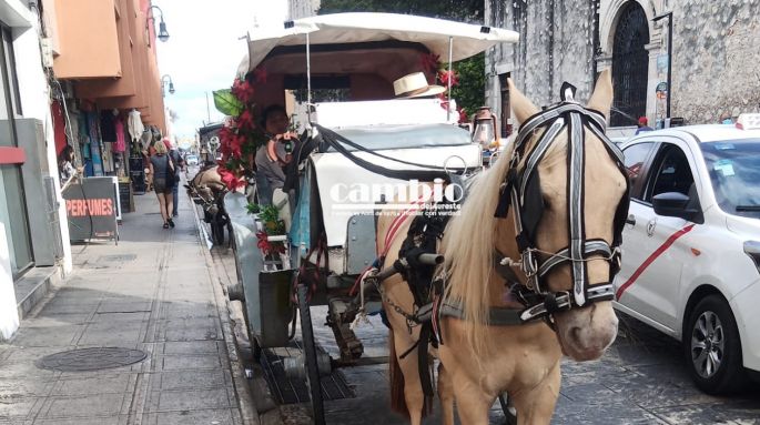 Aurigas de Mérida pasan dura crisis económica por el COVID