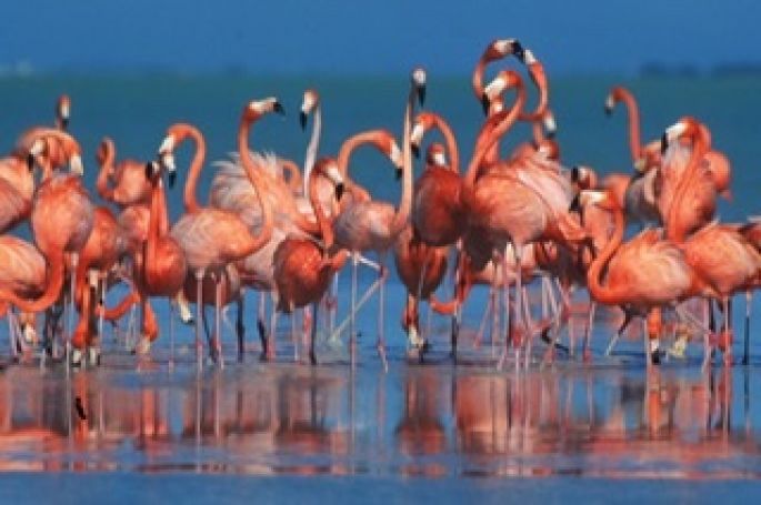 Los flamencos del Caribe establecen nueva zona de anidación en la Reserva de la Bió s   fera Ría Celestún, en Yucatán