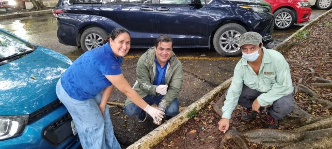 Cultur realizó su “2do. Colillatón 2022” en el parador de Chichén: Recolectó 5,125 residuos contaminantes