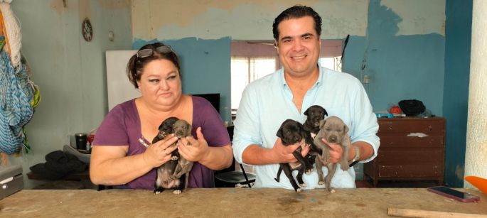 Cultur rescata a otros seis perritos sagrados de Kukulkán y los pone en adopción