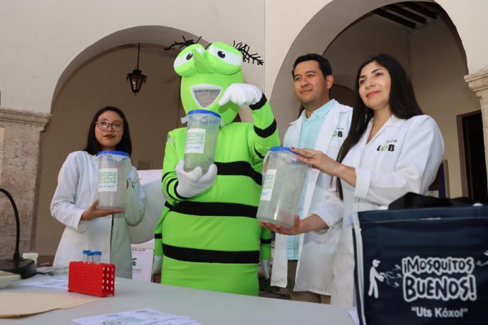 Lanzarán mosquitos buenos para reducir casos de dengue