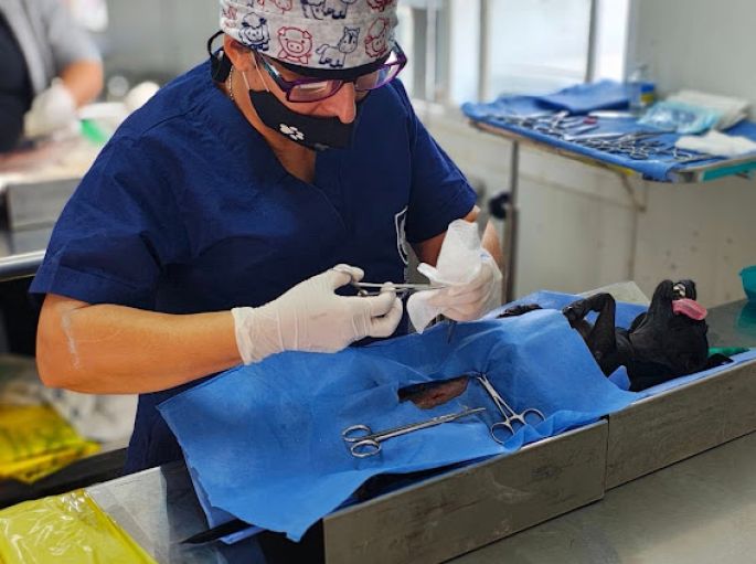 Avanzan las jornadas gratuitas de esterilización canina y felina