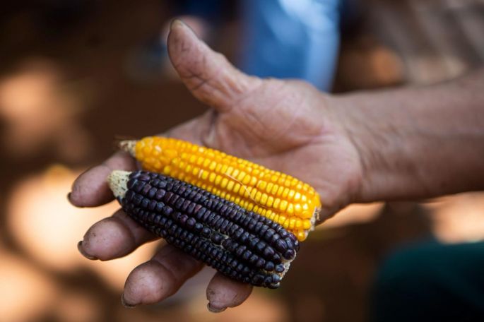 Llegan con Red Ecos a las comunidades mayas