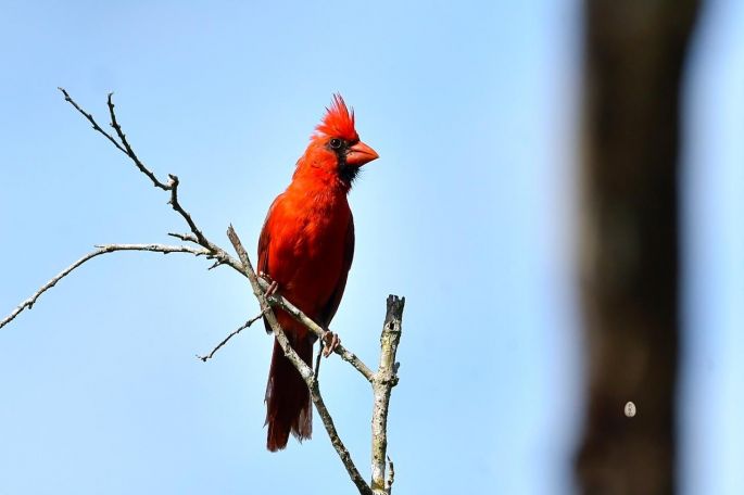 Campaña de firmas para solicitar vedas temporales para cardenales, chichimbacales y azulejos