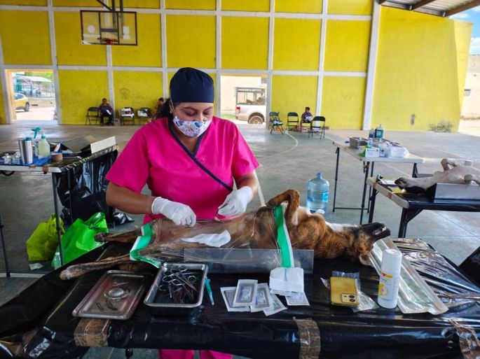 Más de 1,500 esterilizaciones gratuitas fortalecen la salud pública y el bienestar animal en Yucatán