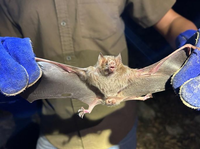 Yucatán aplica medidas responsables para el control del murciélago hematófago