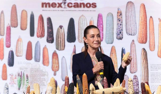 Claudia Sheinbaum anuncia programa “Sin maíz no hay país” para producir con bienestar