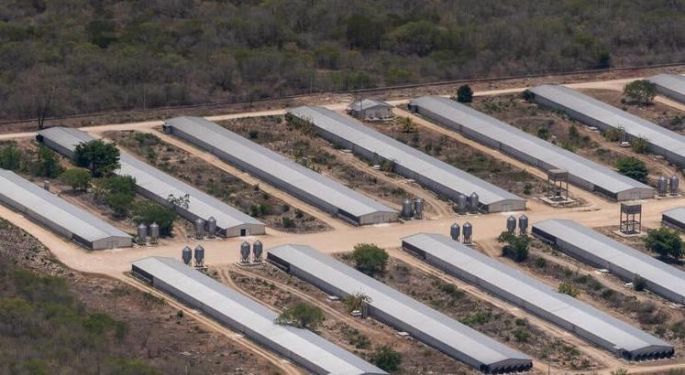 Suprema Corte atrae amparo: decidirá si los pueblos mayas deben ser consultados frente a normas ambientales en Yucatán