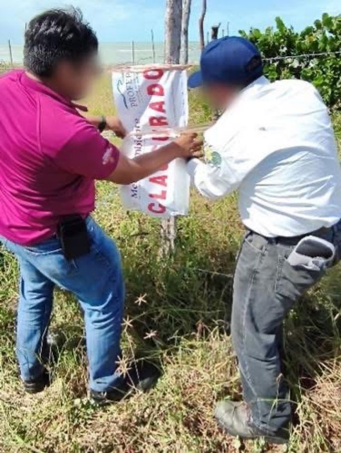 ¡Sorpresa!, la Profepa en Yucatán clausura dos obras ilegales en Celestún 
