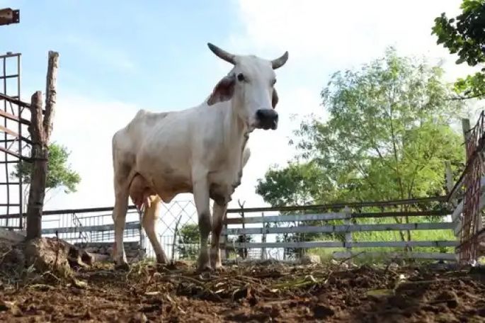 Ya son 1307 casos de gusano barrenador en Yucatán 