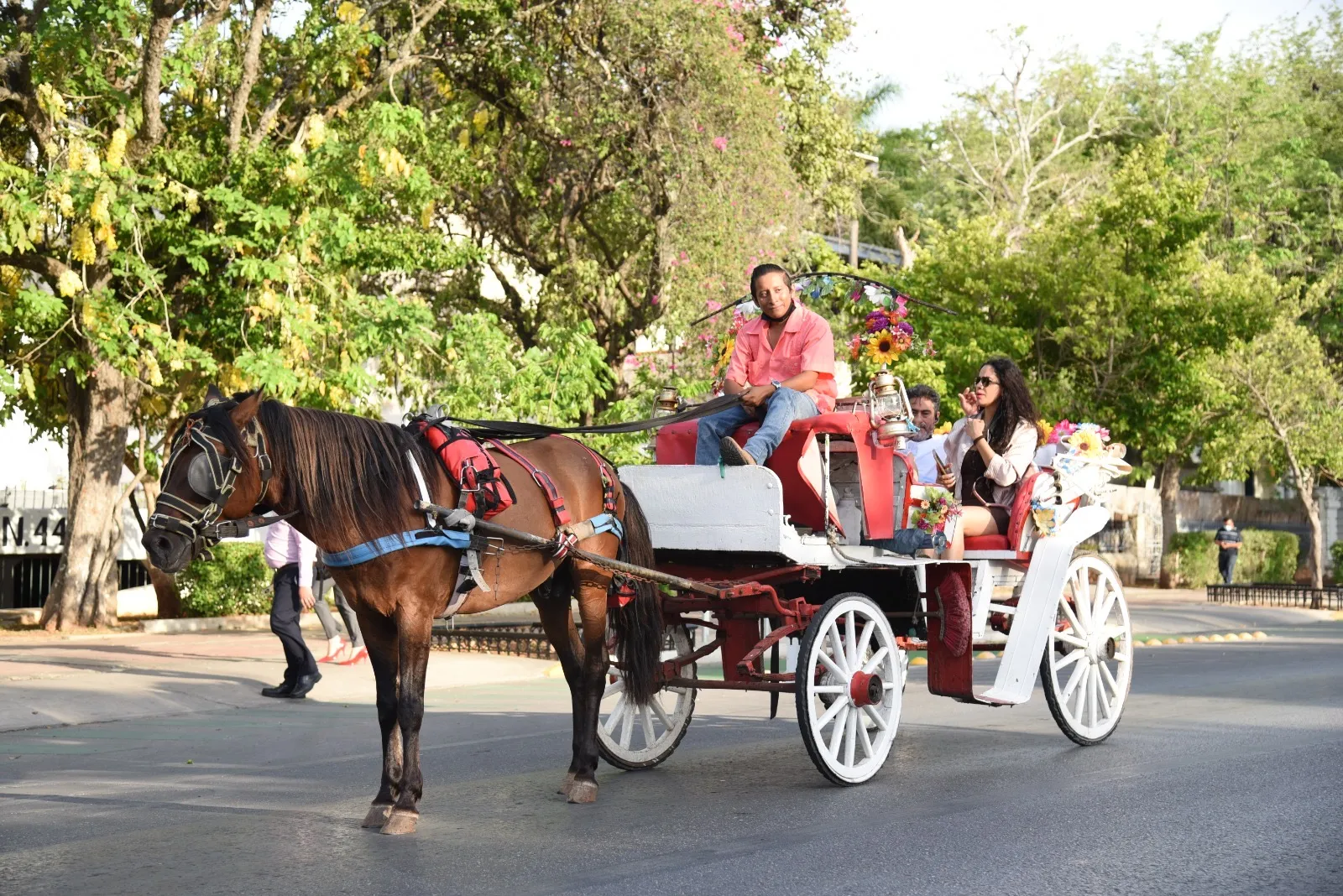Cecilia Patrón impulsa regreso de convenio para cuidar caballos de calesas en Mérida