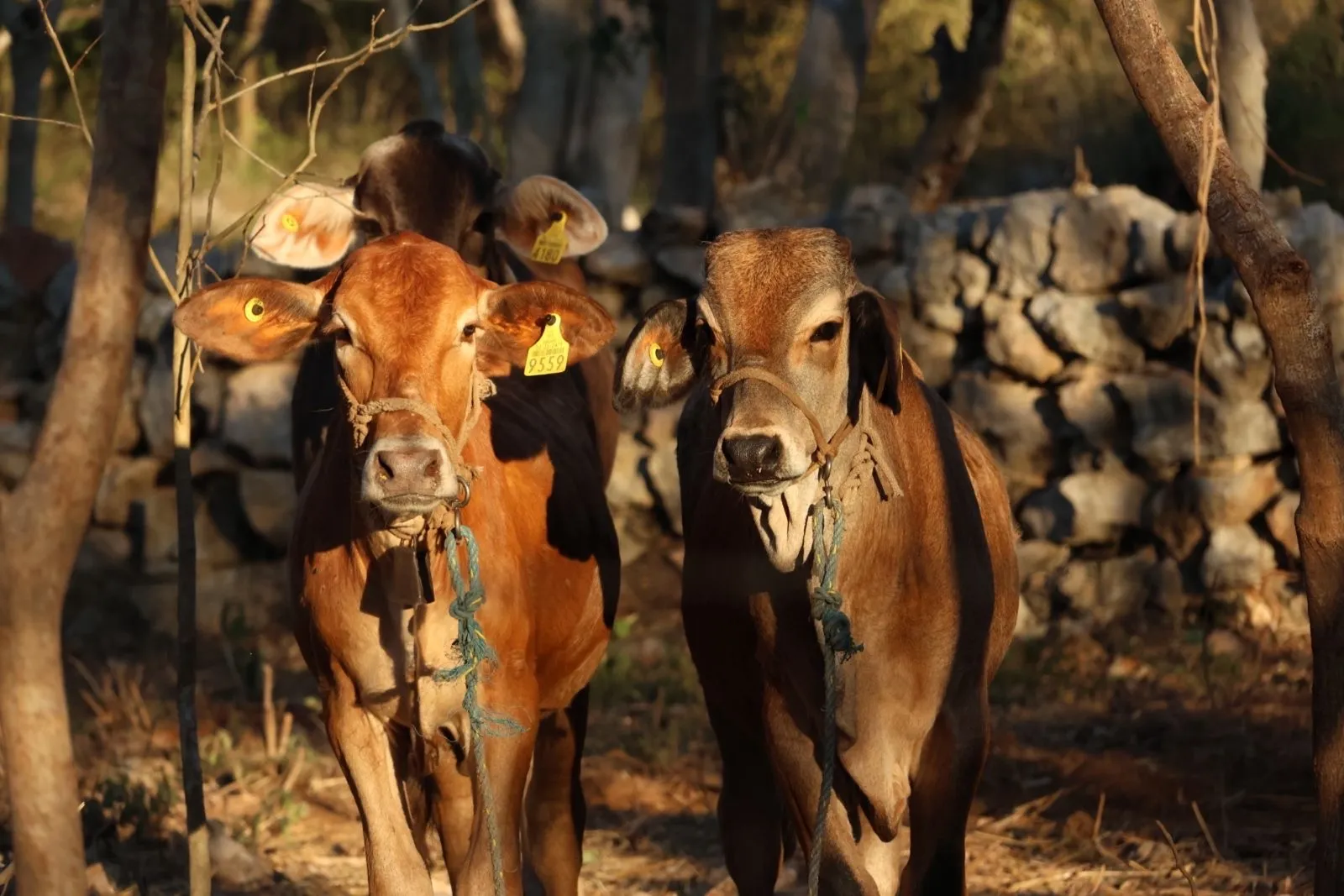 Exhortan a reforzar la revisión de animales ante casos de gusano barrenador en Yucatán