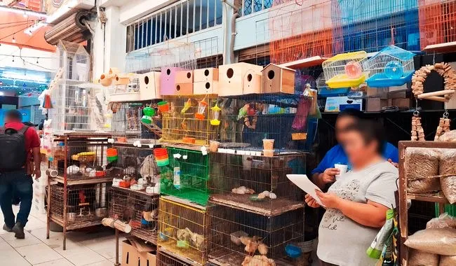 Aseguran fauna silvestre en mercado de Mérida tras denuncias ciudadanas